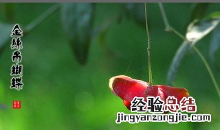 金丝吊蝴蝶的养殖方法和注意事项视频 金丝吊蝴蝶的养殖方法