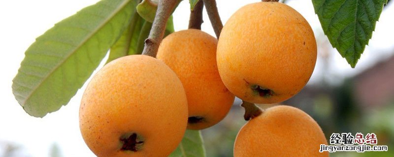 枇杷怎么分辨熟没熟 枇杷没熟是什么颜色