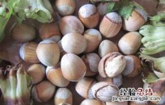 大榛子苗价格及种植方法 大榛子苗的价格