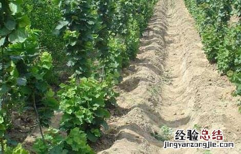 大榛子苗价格及种植方法 大榛子苗的价格