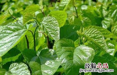 桑葚苗价格及种植方法 桑葚苗的种植技术