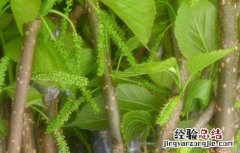 桑葚苗价格及种植方法 桑葚苗的种植技术