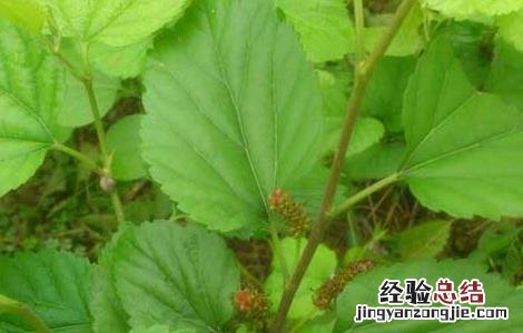 桑葚苗价格及种植方法 桑葚苗的种植技术