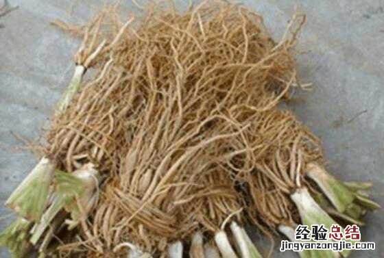 葱须泡脚的功效与作用及禁忌有哪些 葱须泡脚的功效与作用及禁忌有哪些图片