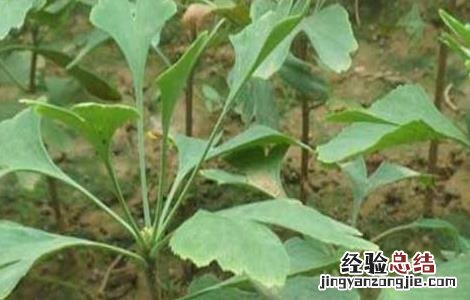 银杏种子价格及种植方法