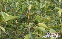 银杏种子价格及种植方法