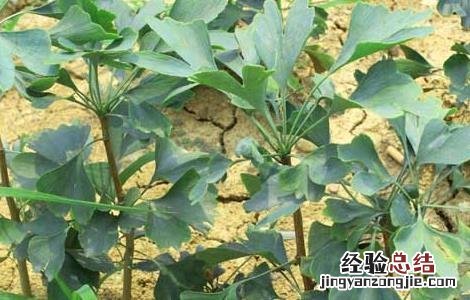 银杏种子价格及种植方法