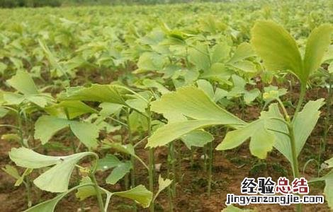 银杏种子价格及种植方法