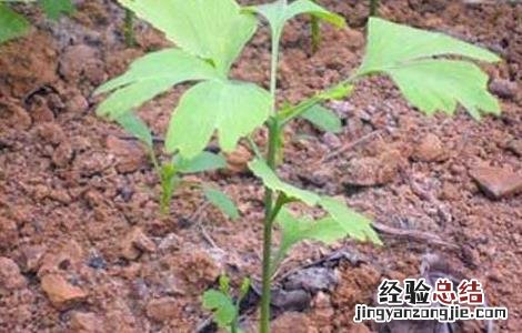银杏种子价格及种植方法