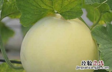 香瓜种子价格及种植方法视频 香瓜种子价格及种植方法