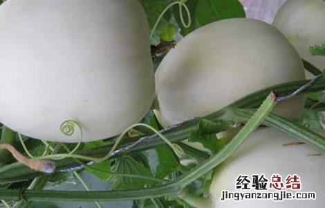 香瓜种子价格及种植方法视频 香瓜种子价格及种植方法