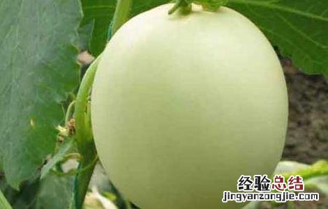 香瓜种子价格及种植方法视频 香瓜种子价格及种植方法