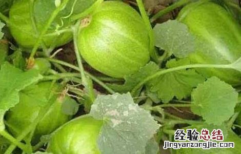 香瓜种子价格及种植方法视频 香瓜种子价格及种植方法