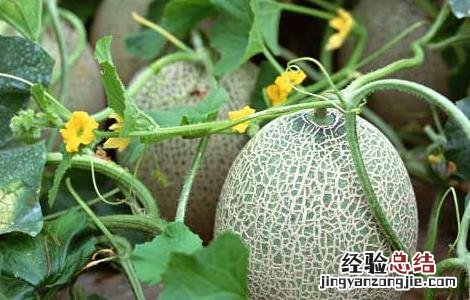 甜瓜是热性还是凉性 甜瓜是热性还是凉性的来月经可以吃吗