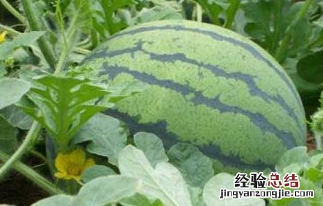 无籽西瓜种子价格及种植方法 无籽西瓜种子价格及种植方法图