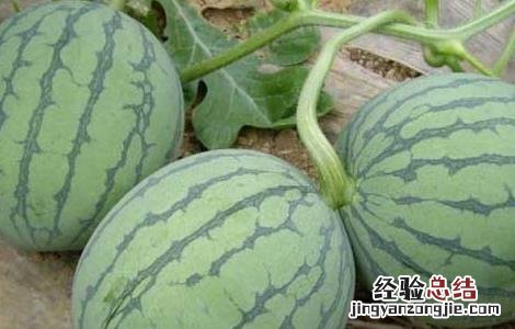 无籽西瓜种子价格及种植方法 无籽西瓜种子价格及种植方法图