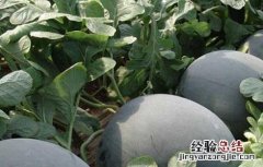 无籽西瓜种子价格及种植方法 无籽西瓜种子价格及种植方法图