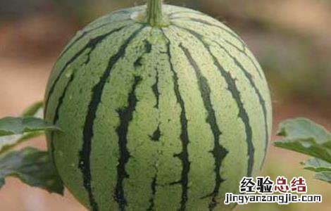 西瓜种子价格及种植方法 西瓜种子价格及种植方法大全