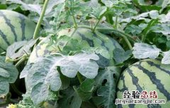 西瓜种子价格及种植方法 西瓜种子价格及种植方法大全
