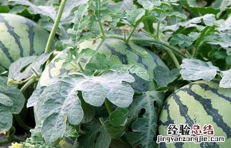 西瓜种子价格及种植方法 西瓜种子价格及种植方法大全