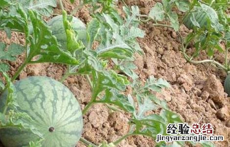 西瓜种子价格及种植方法 西瓜种子价格及种植方法大全