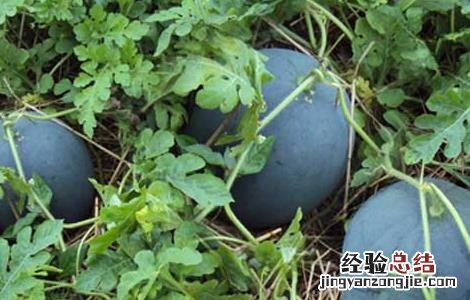 西瓜种子价格及种植方法 西瓜种子价格及种植方法大全