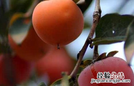 柿子啥时候成熟? 柿子什么时候成熟上市