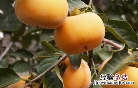柿子啥时候成熟? 柿子什么时候成熟上市