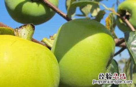 柿子啥时候成熟? 柿子什么时候成熟上市