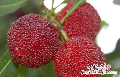 杨梅种子价格及种植方法视频 杨梅种子价格及种植方法