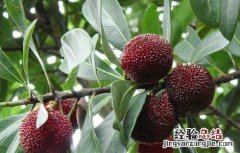 杨梅种子价格及种植方法视频 杨梅种子价格及种植方法