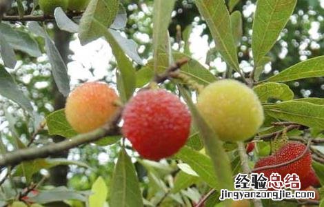 杨梅种子价格及种植方法视频 杨梅种子价格及种植方法