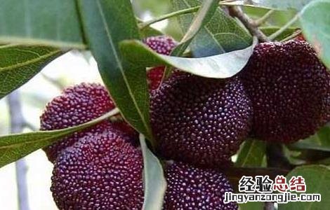 杨梅种子价格及种植方法视频 杨梅种子价格及种植方法