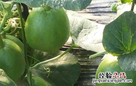 甜瓜种子价格及种植方法 甜瓜种子价格及种植方法图片