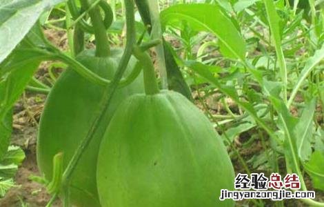 甜瓜种子价格及种植方法 甜瓜种子价格及种植方法图片