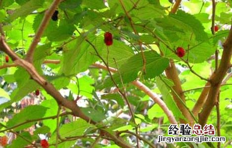 桑树种子怎么种植 桑树种子价格及种植方法