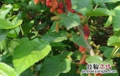 桑树种子怎么种植 桑树种子价格及种植方法