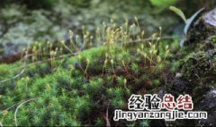 小金发藓怎么种 小金发藓图片