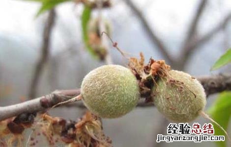 山桃种子价格及种植方法 山桃种子价格及种植方法