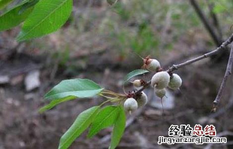 山桃种子价格及种植方法 山桃种子价格及种植方法