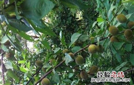 山桃种子价格及种植方法 山桃种子价格及种植方法