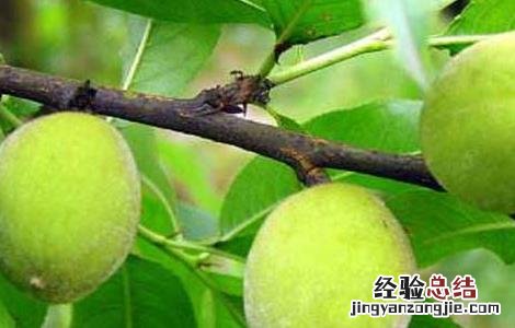 山桃种子价格及种植方法 山桃种子价格及种植方法