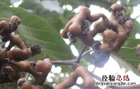 拐枣种子价格及种植方法