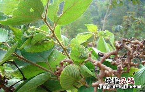 拐枣种子价格及种植方法