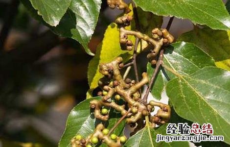 拐枣种子价格及种植方法