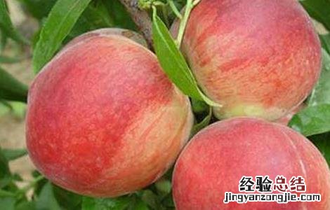 桃树苗品种及价格 桃树苗价格及种植方法