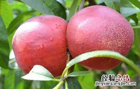 桃核种子价格及种植方法图片 桃核种子价格及种植方法