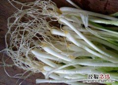 葱须泡红酒有什么功效和作用 葱须泡红酒有什么功效