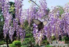 紫葛花的做法大全 紫葛花怎么吃，紫葛花怎么做好吃
