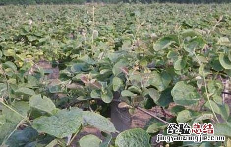 猕猴桃种子价格及种植方法 猕猴桃种子多少钱一斤